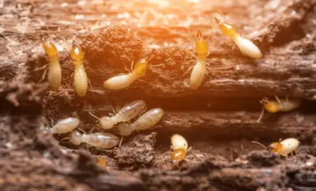 anti termites Louhans 71500 en Saône-et-Loire